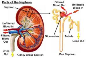 Nephron_and_Kidney