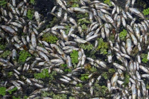 Dead fish float on the waters of Nageen Lake in Srinagar