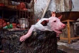Dog Meat Trade Picture 4