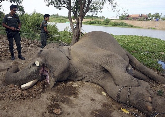Thailand-Elephant-Kil_Mitc-1024x732